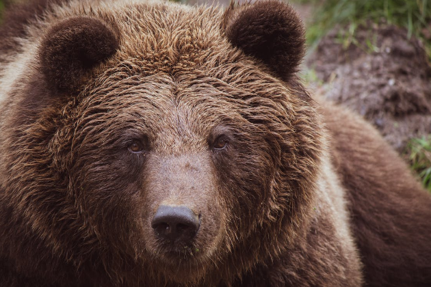 How to study a Bear market?